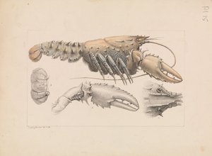 マレーとげのあるザリガニ、Euastacus armatus 作： Ludwig Becker